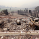 Illustration for article titled Aftermath Of Washington Wildfires Has Made An Eerie Car Graveyard